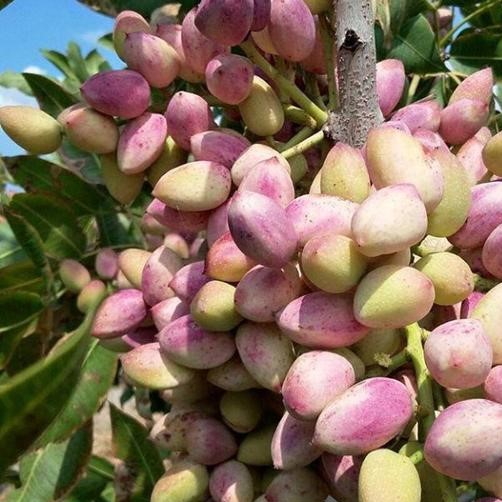 فروش پسته تازه