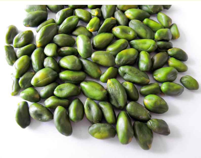 تشخیص مغز پسته سبز