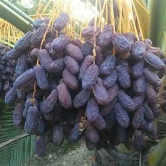 خرما پیارم چیست